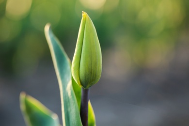 Photo of Closeup view of fresh beautiful tulip bud on field, space for text. Blooming spring flowers