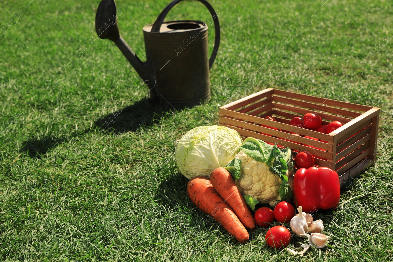 Photo of Different tasty vegetables and watering can on green grass outdoors