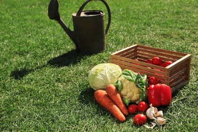 Photo of Different tasty vegetables and watering can on green grass outdoors