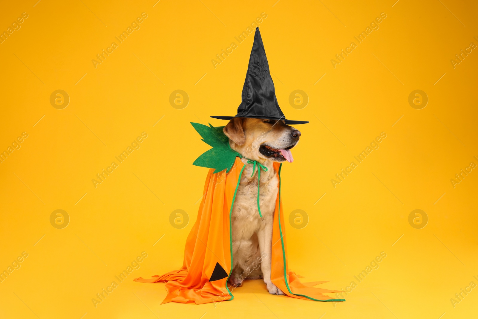 Photo of Cute Labrador Retriever dog in Halloween costume on orange background