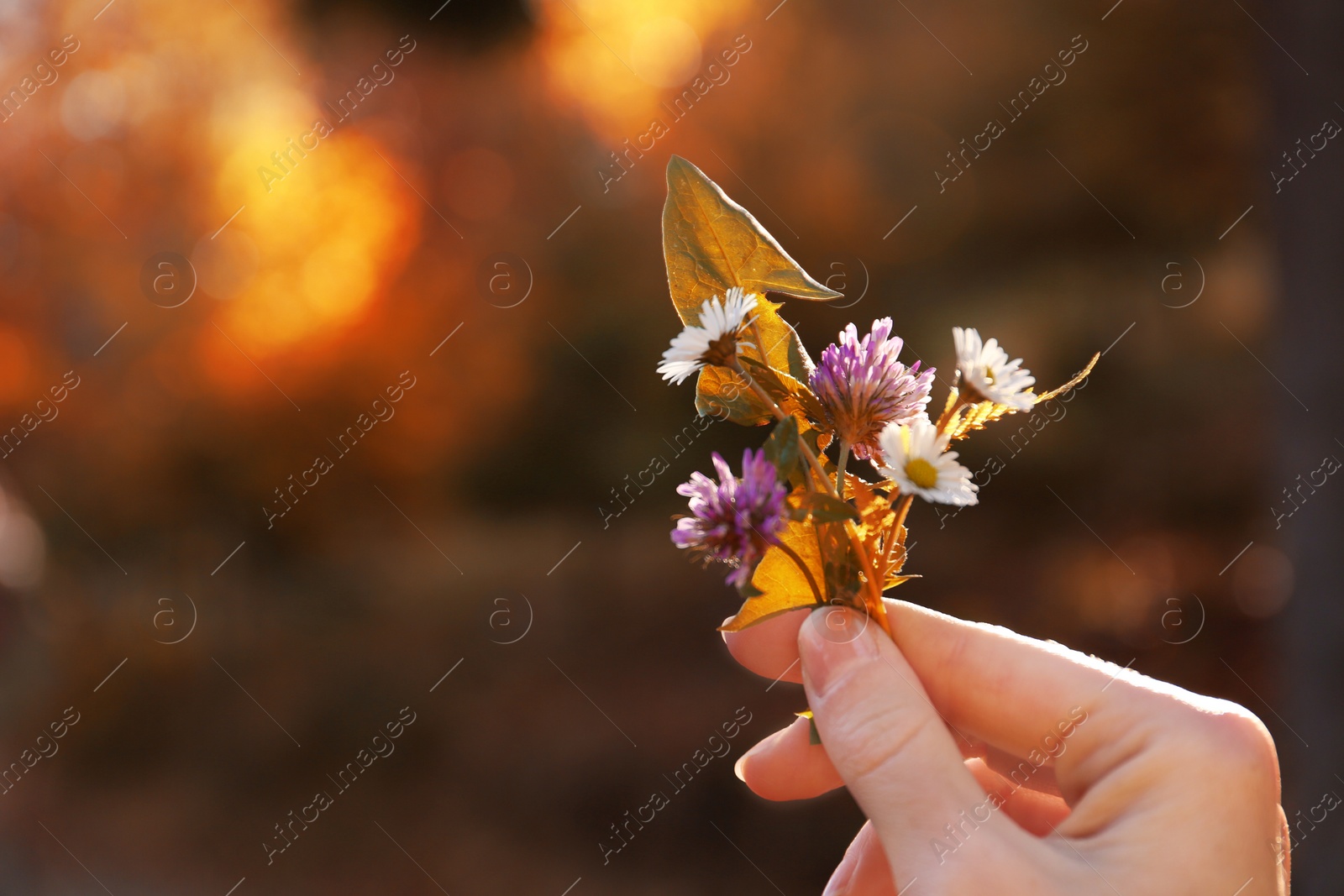 Photo of Woman holding wild flowers in hand on blurred sunny background