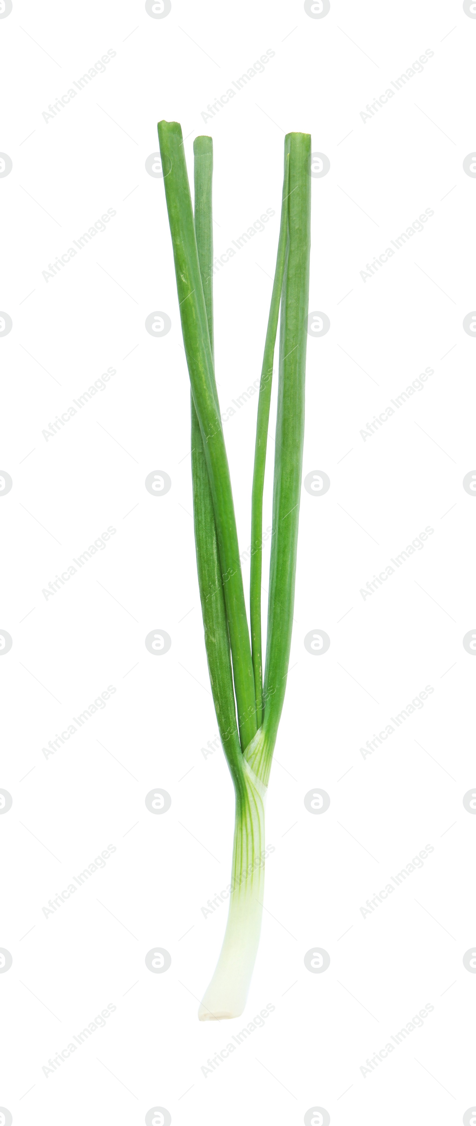 Photo of Fresh green spring onion isolated on white