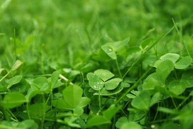 Photo of Beautiful green clover leaves and grass with water drops outdoors, closeup