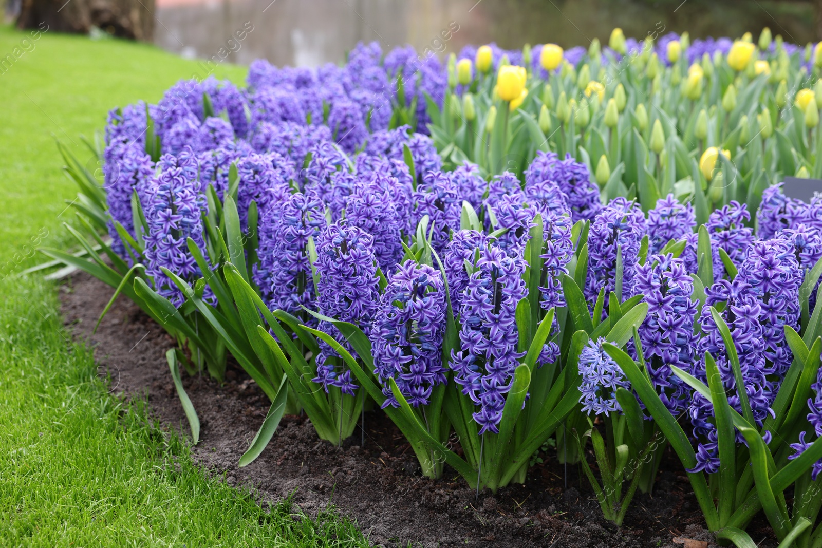 Photo of Beautiful hyacinth and tulip flowers growing outdoors