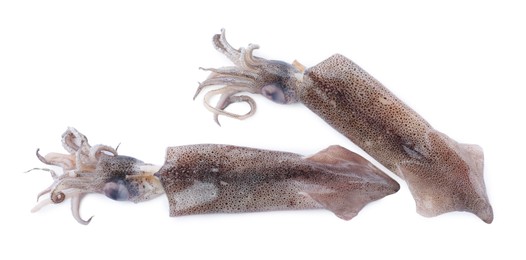 Photo of Fresh raw squids on white background, top view