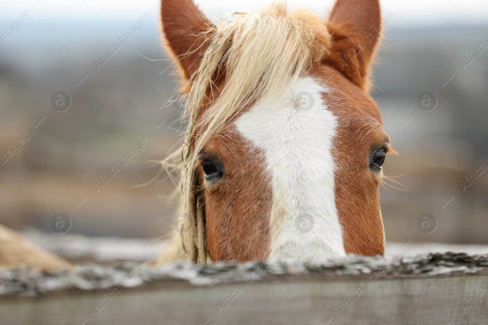Photo of Adorable chestnut horse in outdoor stable, closeup. Lovely domesticated pet