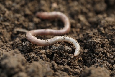Photo of One worm on wet soil, closeup. Terrestrial invertebrates
