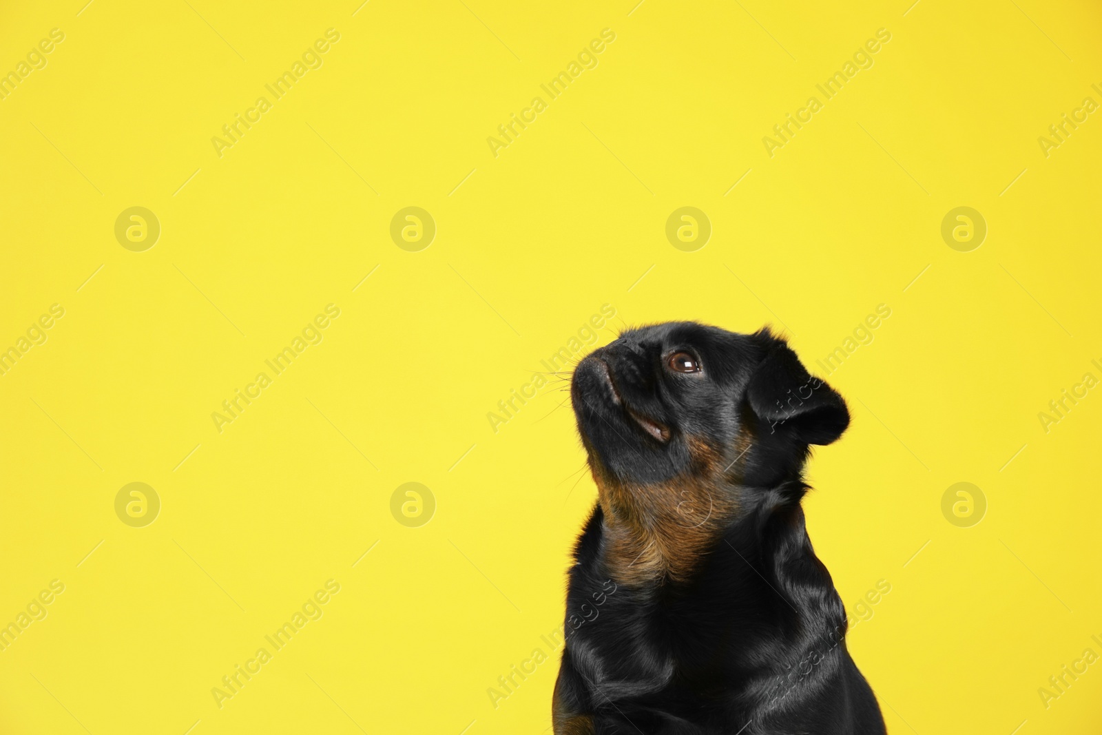 Photo of Adorable black Petit Brabancon dog on yellow background, space for text