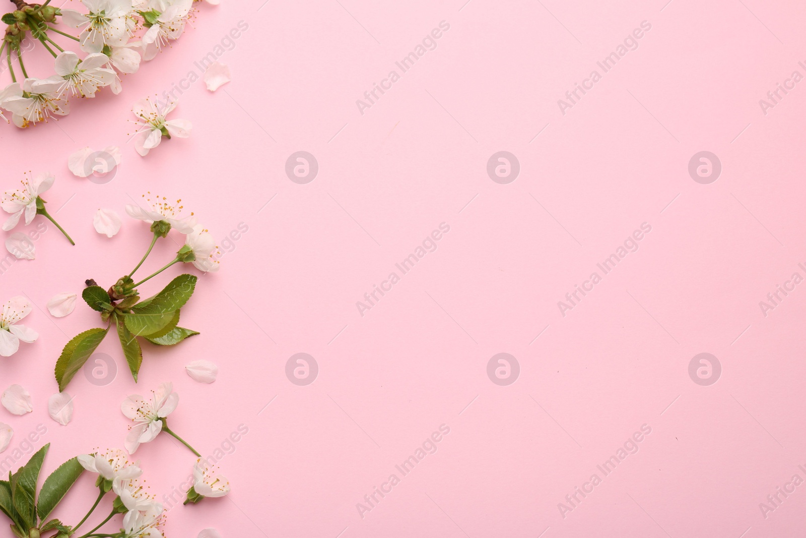 Photo of Beautiful spring tree blossoms and petals on pink background, flat lay. Space for text