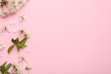 Photo of Beautiful spring tree blossoms and petals on pink background, flat lay. Space for text