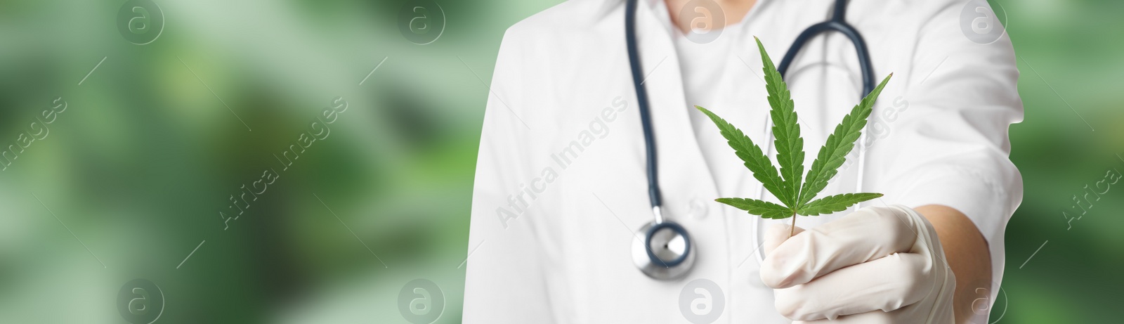 Image of Scientist with hemp leaf on green background, closeup. Banner design