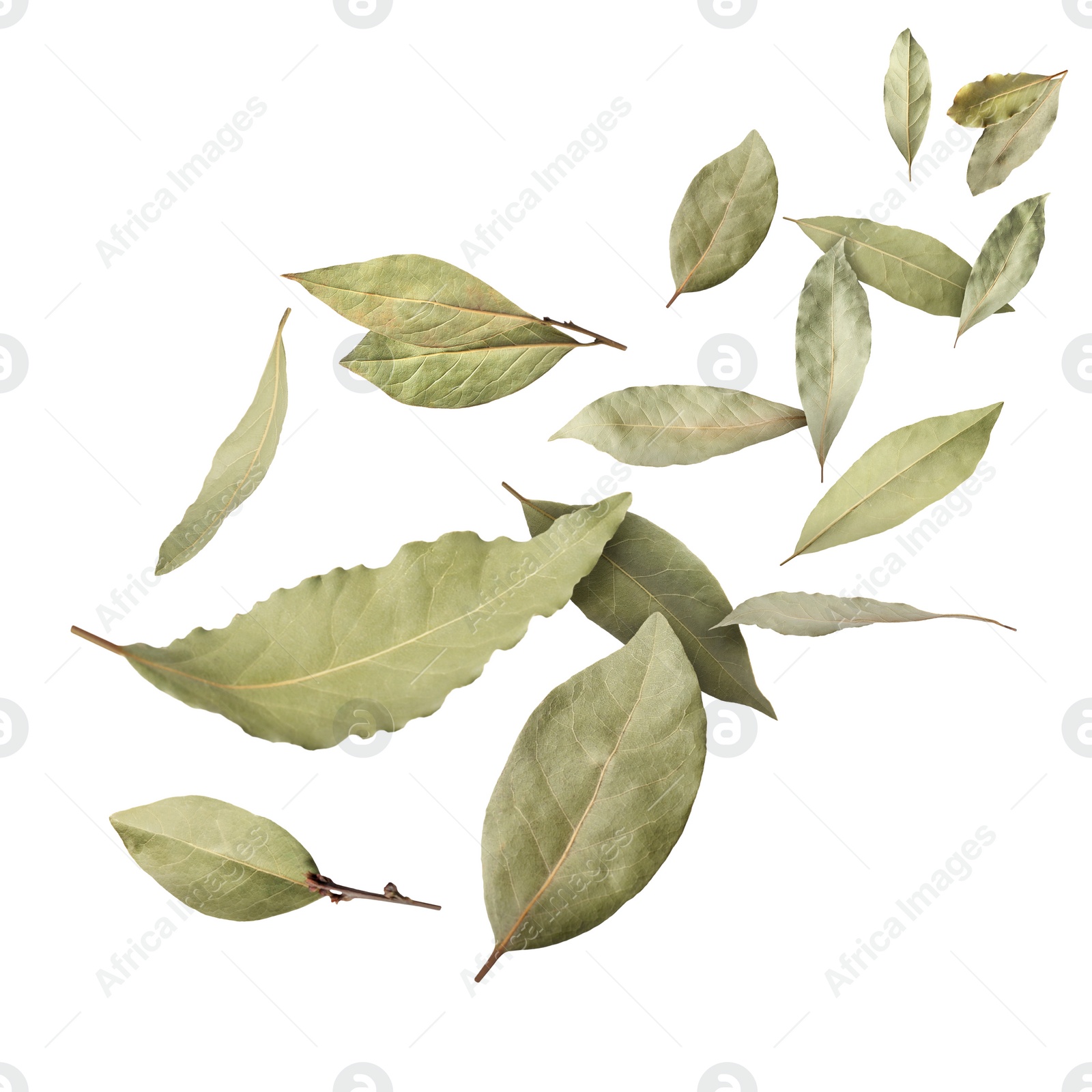 Image of Dry bay leaves falling on white background