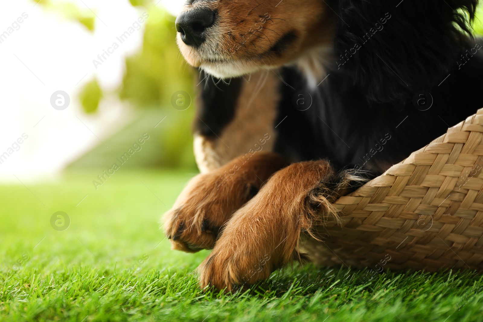 Photo of Cute dog relaxing in wicker basket on green grass outdoors, closeup. Friendly pet