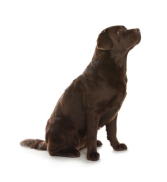 Chocolate labrador retriever sitting on white background