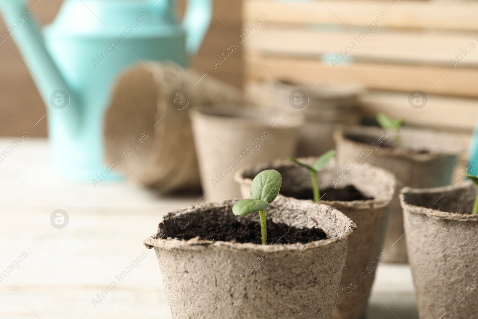 Photo of Young seedling in peat pot on white table