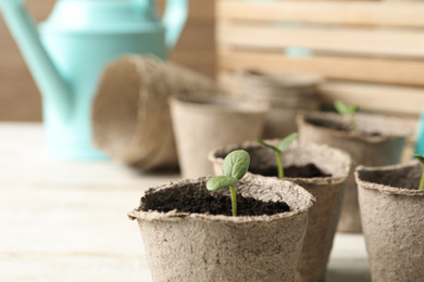 Photo of Young seedling in peat pot on white table