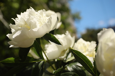 Closeup view of blooming white peony bush outdoors