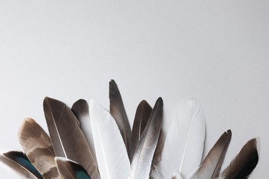 Photo of Many different bird feathers on white background, flat lay. Space for text