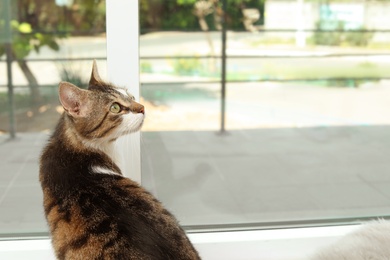 Cute cat sitting on window sill at home