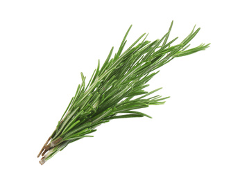Fresh green rosemary isolated on white. Aromatic herb