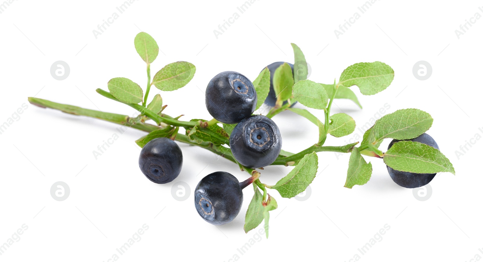 Photo of Branch with ripe bilberries and green leaves isolated on white