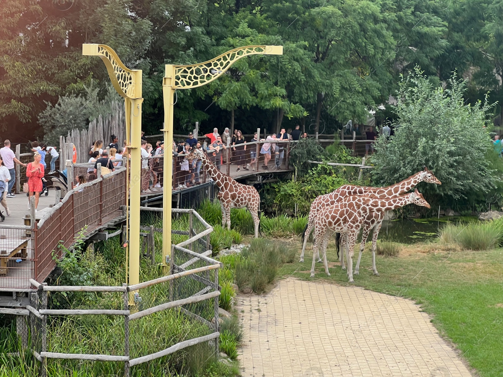 Photo of Rotterdam, Netherlands - August 27, 2022: Group of beautiful giraffes in zoo enclosure