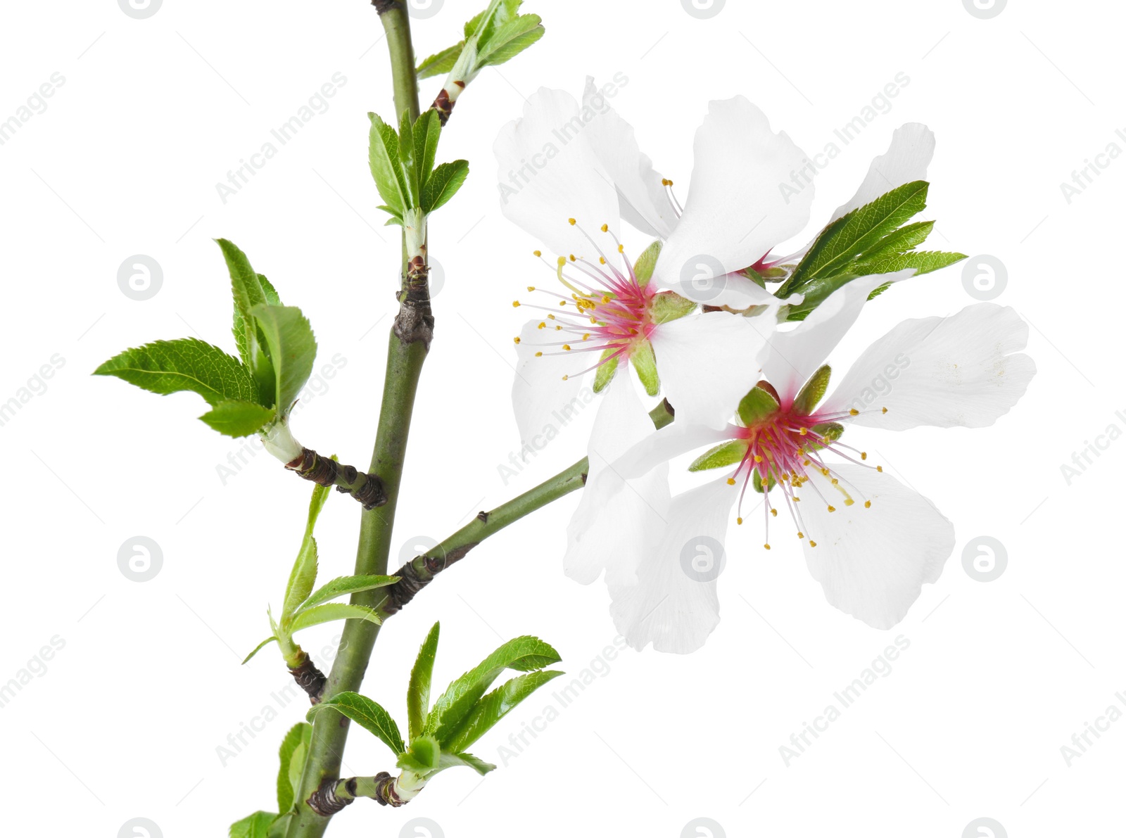 Photo of Tree branch with beautiful blossoms isolated on white. Spring season