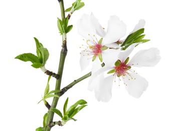 Tree branch with beautiful blossoms isolated on white. Spring season