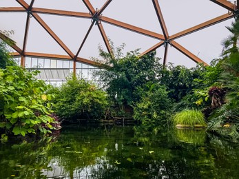 Different tropical plants near pond in greenhouse