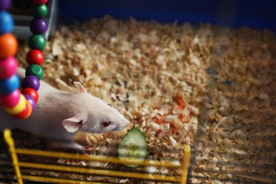 Photo of Cute small white rat playing in cage, space for text