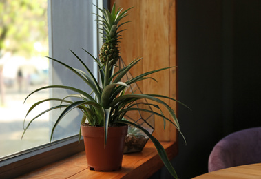 Photo of Pineapple plant and florarium with succulents on wooden windowsill