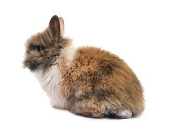 Fluffy rabbit isolated on white. Cute pet