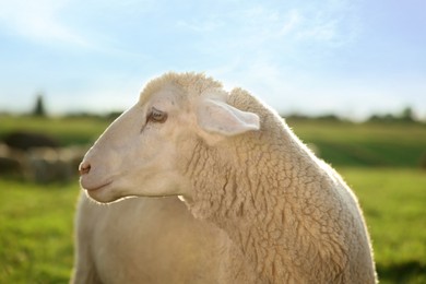 Cute sheep grazing outdoors on sunny day. Farm animal