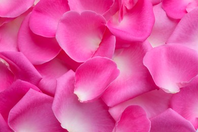 Photo of Closeup of many pink rose petals as background, top view