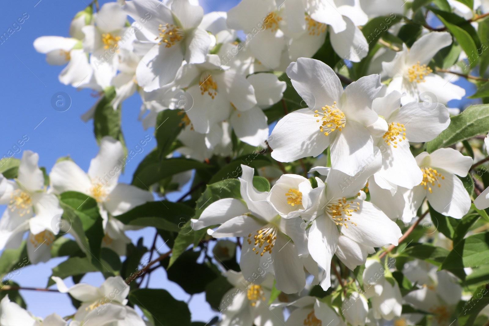 Photo of Closeup view of beautiful blooming white jasmine shrub against blue sky