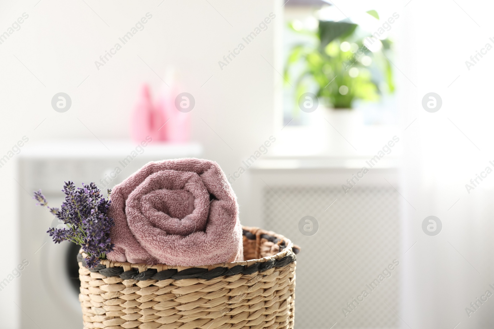 Photo of Wicker basket with rolled clean towel and lavender flowers indoors. Space for text