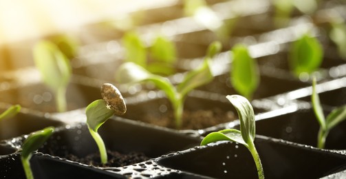 Image of Young seedlings growing in plastic tray with soil, closeup. Banner design