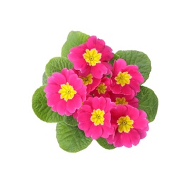 Photo of Beautiful pink primula (primrose) flower isolated on white, top view. Spring blossom