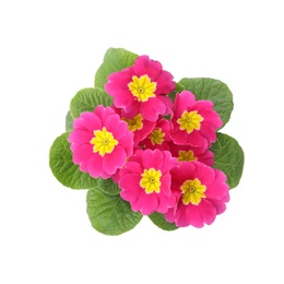 Beautiful pink primula (primrose) flower isolated on white, top view. Spring blossom