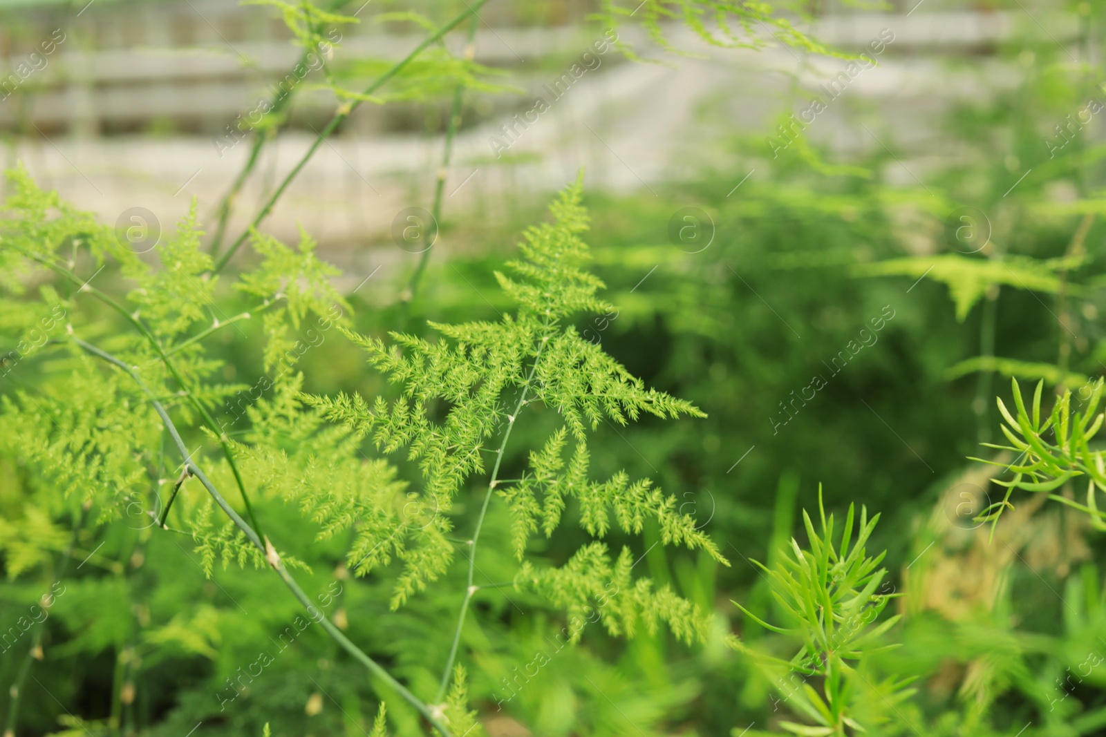 Photo of Fresh growing tropical plants on blurred background, closeup. Home gardening