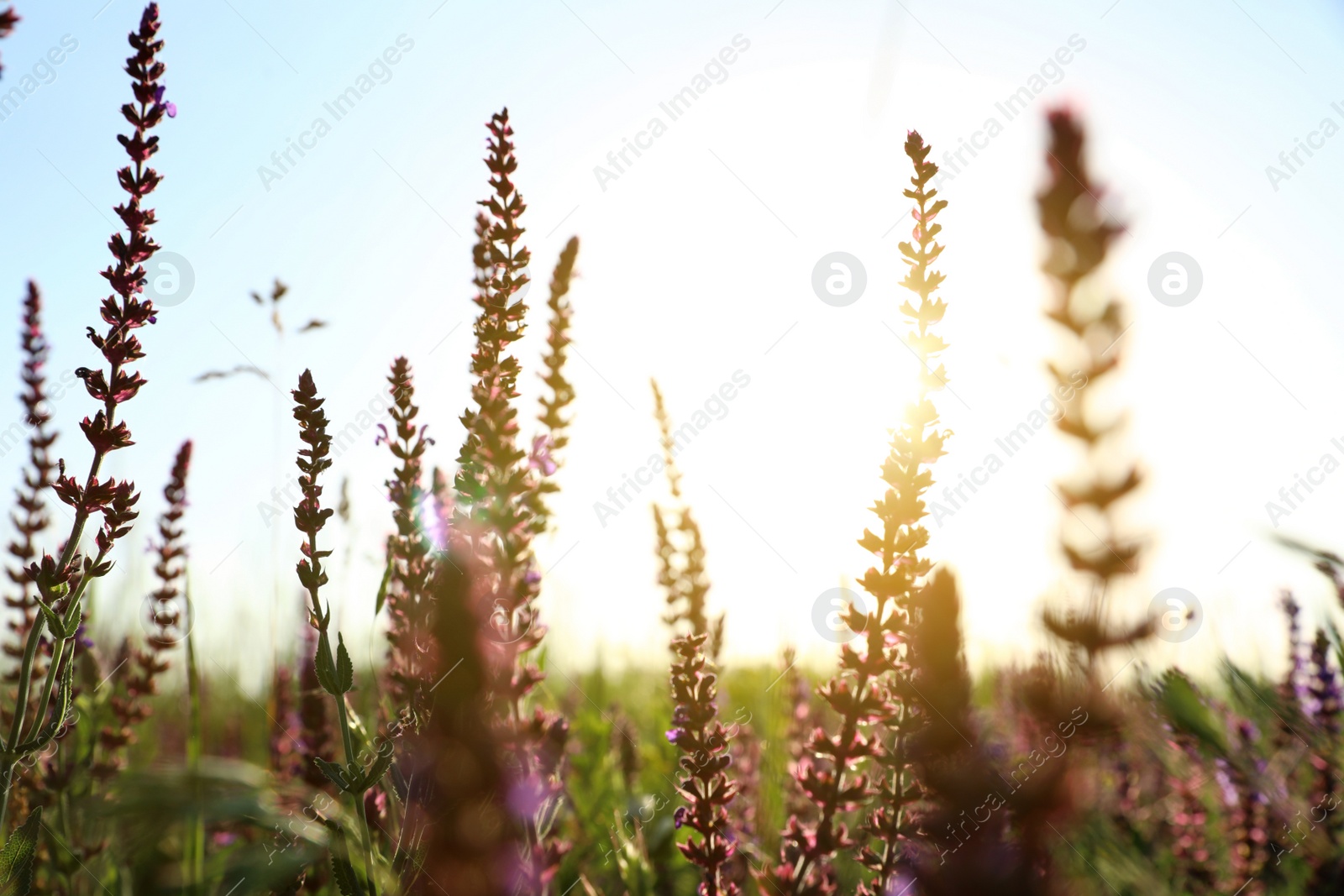 Photo of Beautiful wild flowers outdoors. Amazing nature in summer