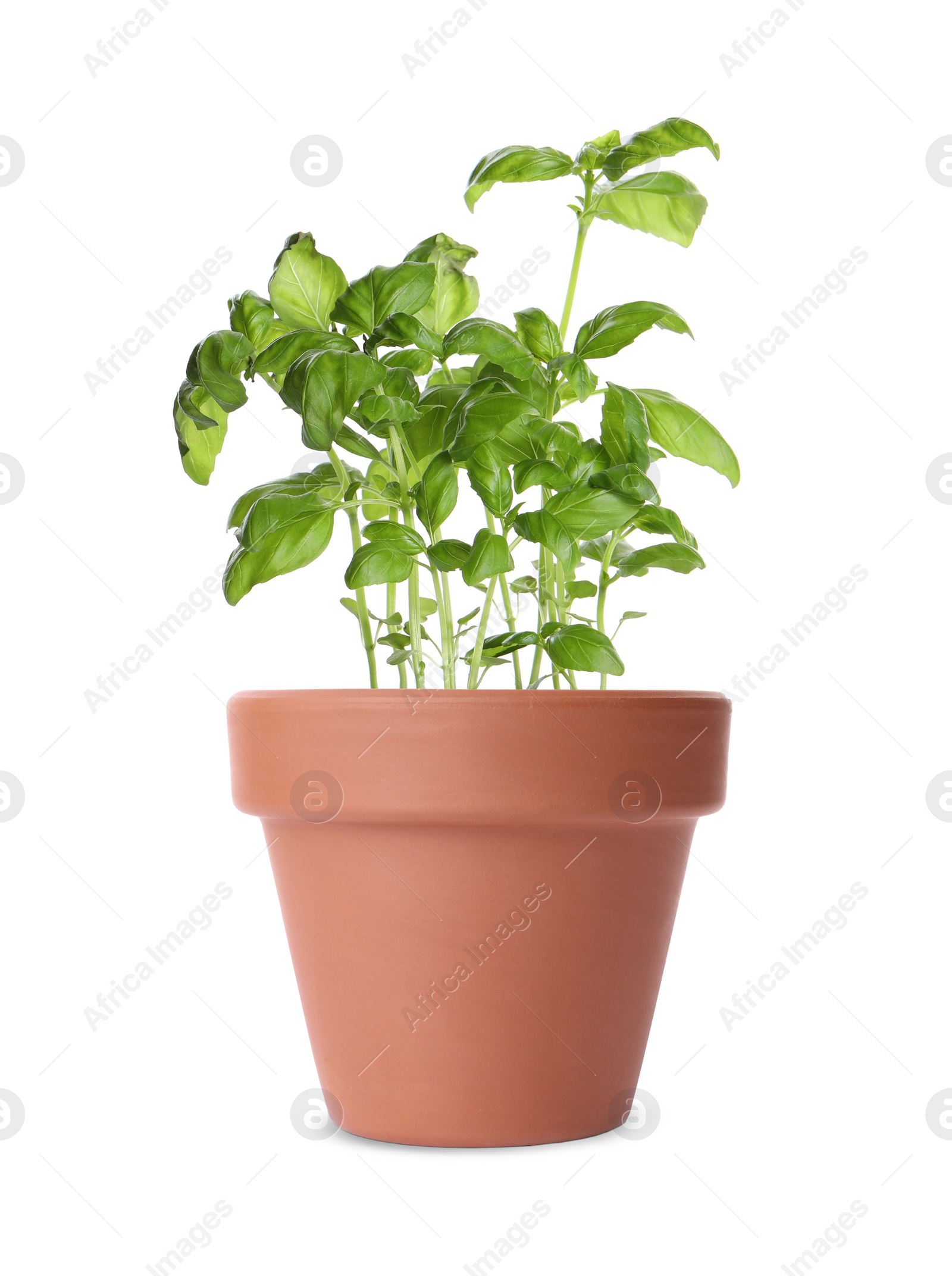 Image of Green basil in clay pot isolated on white