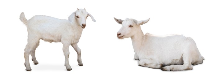 Image of Cute domestic goats on white background, collage. Banner design