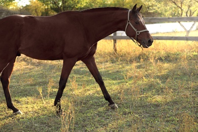 Photo of Chestnut horse outdoors on sunny day. Beautiful pet