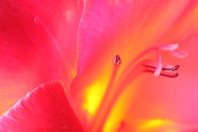 Beautiful pink Gladiolus flower as background, macro view