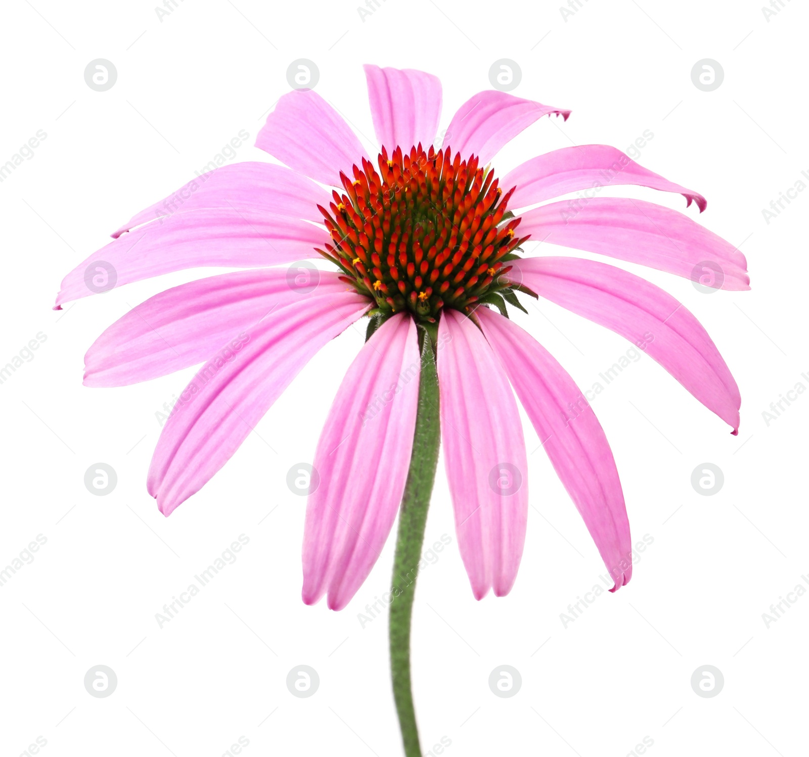 Photo of Beautiful blooming echinacea flower isolated on white