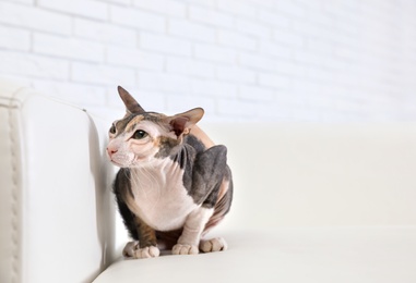 Photo of Adorable Sphynx cat on sofa at home, space for text. Cute friendly pet
