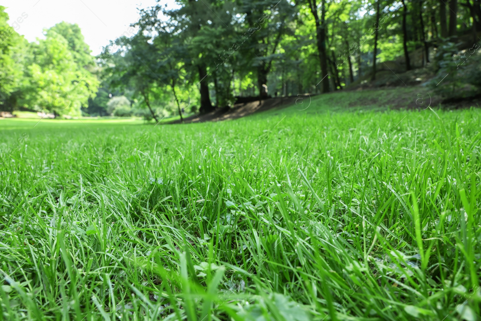 Photo of Fresh green grass growing in summer park