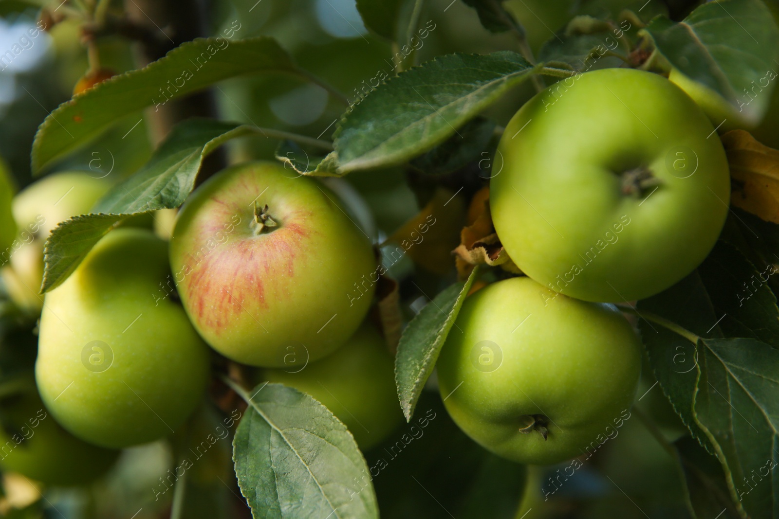 Photo of Ripe apples on tree branch in garden, closeup