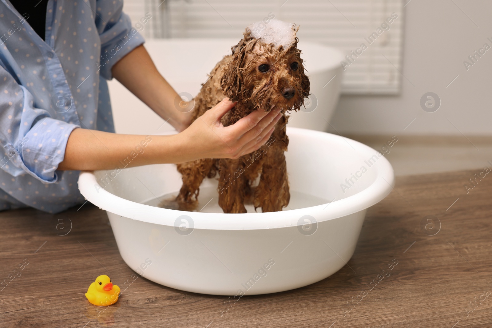 Photo of Woman washing cute Maltipoo dog in basin indoors. Lovely pet